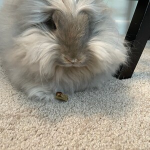 Dutch Rabbit Digital Download, Dutch Rabbit Silhouette, Dutch Rabbit ...