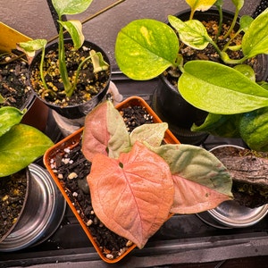 Marion added a photo of their purchase