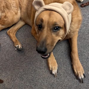 ear muffs dog headphones music