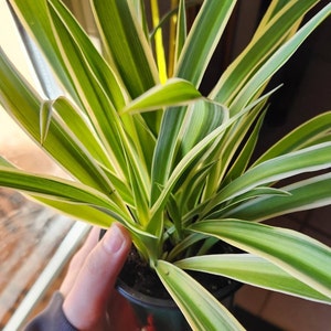 ꧁༺ภє๒ยlค added a photo of their purchase