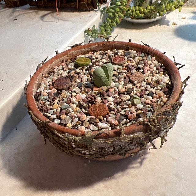 100 Semi Di Lithops Karasmontana 'Red Top' - Piante Grasse 'Pietre Vive', Per Collezionisti - Foto 3