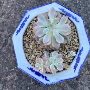 Echeveria Nicksana Variegated,succulent Plant,succulent Gifts - Etsy