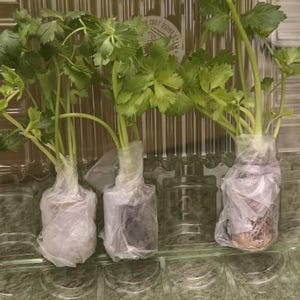 Ashley added a photo of their purchase