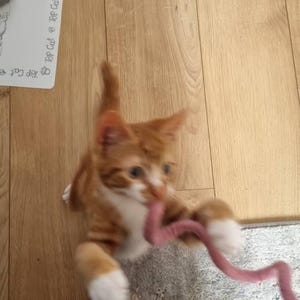 Caoilinn heeft een foto van de aankoop toegevoegd