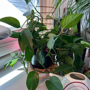 Marissa added a photo of their purchase