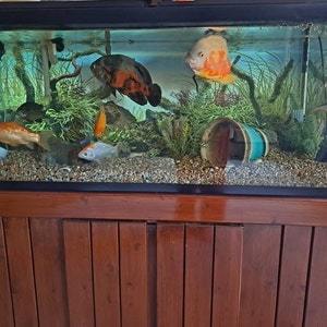 Wijnrank gezandstraald, XL - Natuurlijke uitstraling van uw terrarium