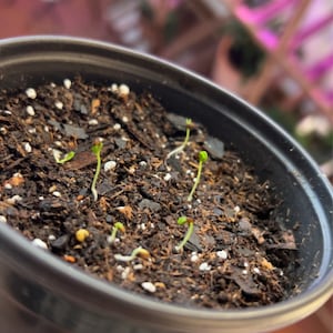 Etsy-koper heeft een foto van de aankoop toegevoegd