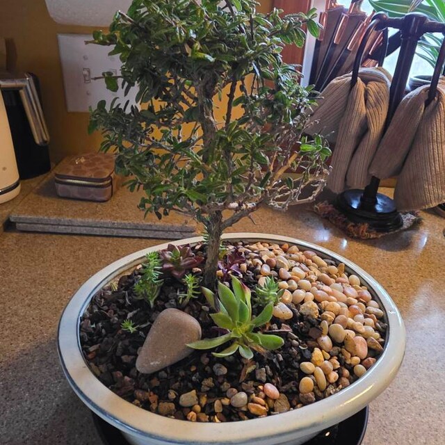 Humidity Tray for Bonsai Trees  6", 8", 10", 12"  Choose Your Size - Etsy