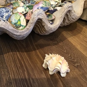 大きな貝、約100歳　約20 × 25 × 20センチ￼ 大きな貝、約100歳 約20 × 25 × 20センチ￼