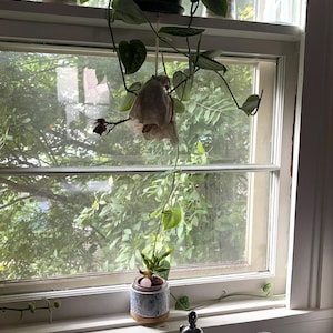 Madison added a photo of their purchase