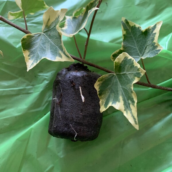 Organic English Ivy Cuttings – Live From California, USA – Air Purifying, Pet Safe, Fast Growing
