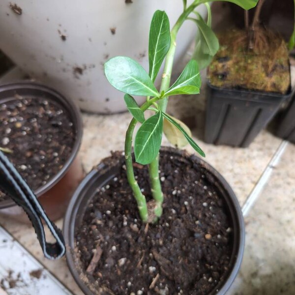 Orange Cape Honeysuckle Starter Plant - 8 Inch Tall - Orange Vine Flowers