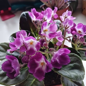 Karen added a photo of their purchase
