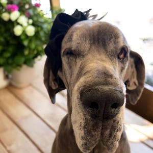 Amy ha añadido una foto de su compra