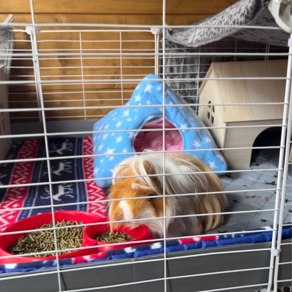 Photo inspiration: Visual Reference: Fleece Cage Liners For Guinea Pigs Various Sizes
