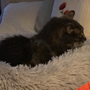 Sam hat ein Foto des gekauften Artikels hinzugefügt