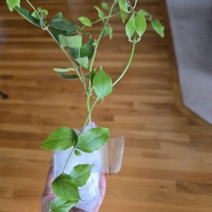 Likhitha added a photo of their purchase