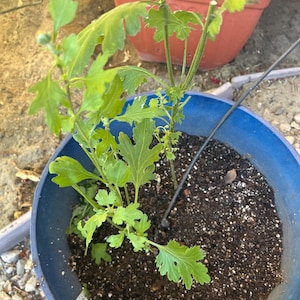 Aki added a photo of their purchase