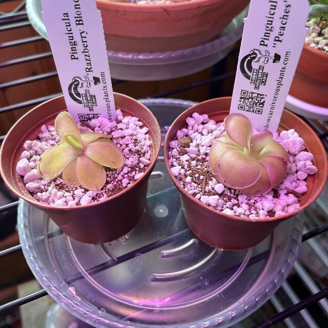 【食虫植物】(子株つき)Pinguicula 'Razzberry Blonde 食虫植物】(子株つき)Pinguicula 'Razzberry Blonde 食虫植物】(子株