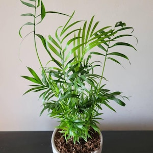 Amanda added a photo of their purchase