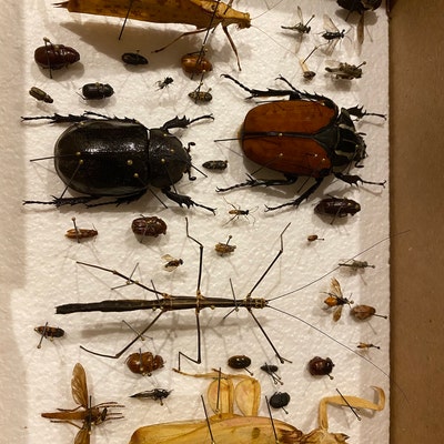 Assorted Beetles Bugs Insects Wholesale Mix Lot Collection Choose 1, 5 ...