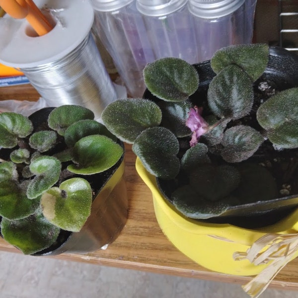 Rob's Pewter Bells Mini African Violet - Etsy