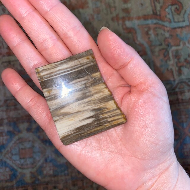 化石木石（1.5インチ～4インチ）化石木板 - 化石木片 - 化石標本