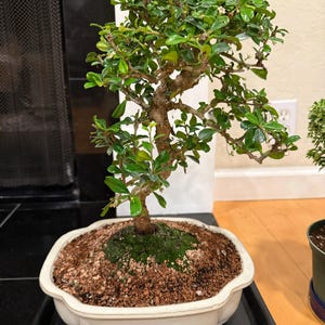Carmona Fukien Tea Bonsai: 16-year-old Styled Indoor Tree in 10 Glazed Pot  - Etsy