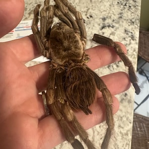 Kyle added a photo of their purchase
