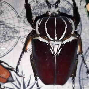 Goliathus Goliatus Kenya (KE) - Wild Caught - Goliath Beetle