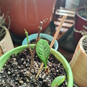 休止中アカウント さんが購入した商品の写真を追加しました