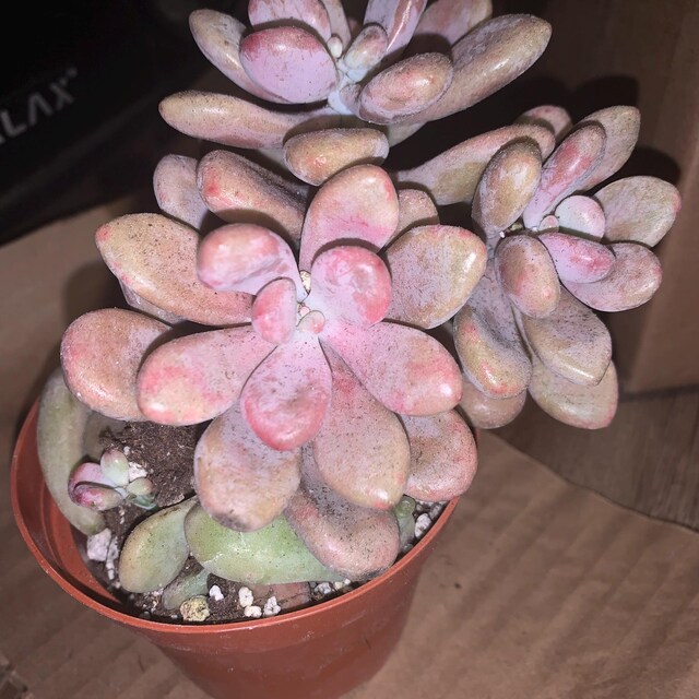 M✧succulent ·͜· ︎︎ᕷ Seaside Succulents, S/2 - Uttermost