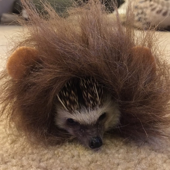 Customer photo of a pet with the Lion dark main halloween costume for small pet