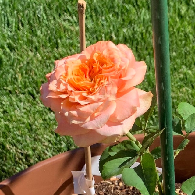 Crazy Love Rose 1.5 Gal Pot | Heat Loving Repeat Blooming Fragrant