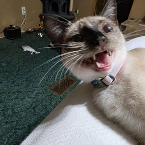 Robert さんが購入した商品の写真を追加しました