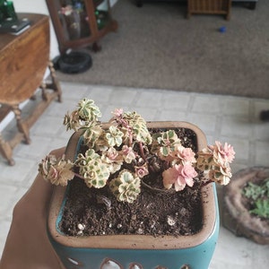 Lyndsie added a photo of their purchase