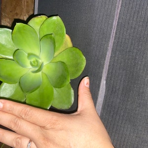 Echeveria 'orange Monroe' - Etsy