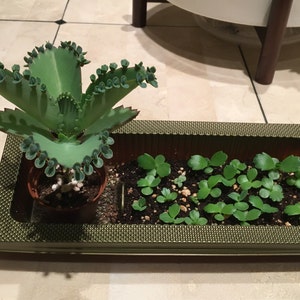 Rosanna a ajouté une photo de son achat