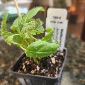 Steve ha añadido una foto de su compra