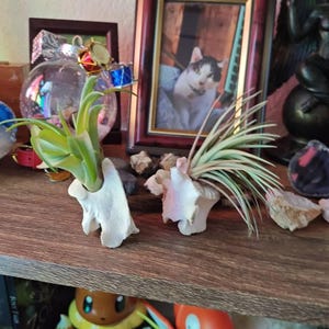 Evie added a photo of their purchase