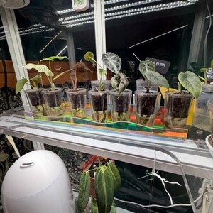 Tara ha añadido una foto de su compra