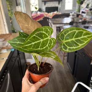 Natalie added a photo of their purchase