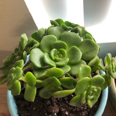 Aeonium Lily Pad 4 Full Plant With Babies - Etsy