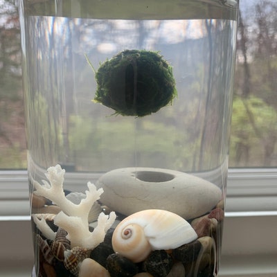 Floating Java Moss With Plant Anchor Live Aquarium Plant Terrarium ...