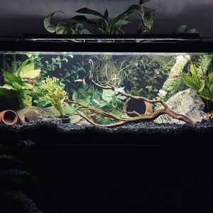 PR1012 Petrified Wood - The Rock Shed