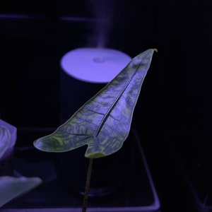 Gerardo added a photo of their purchase