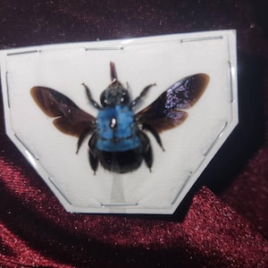 Bee added a photo of their purchase