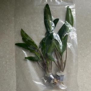 Reggiton added a photo of their purchase
