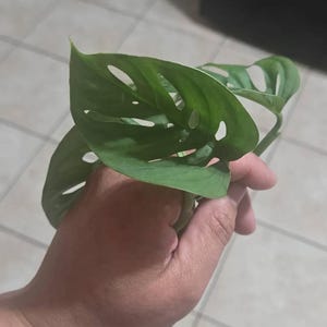 Adriana さんが購入した商品の写真を追加しました