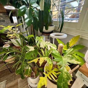 Ericson added a photo of their purchase